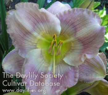 Daylily Ghost Whispers
