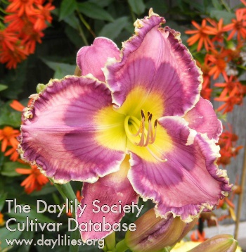 Daylily God Save the Queen