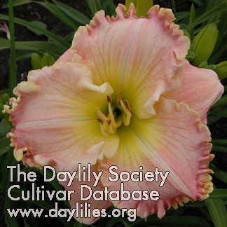 Daylily How Lovely You Are