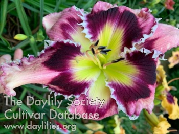 Daylily He Calls His Stars by Name