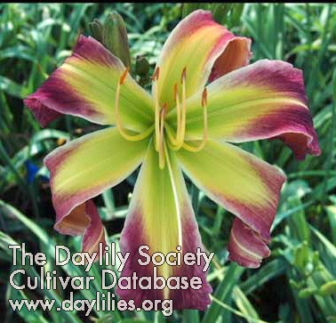 Daylily Heavenly Twisted