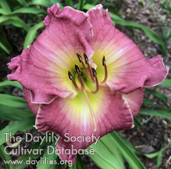 Daylily I Can