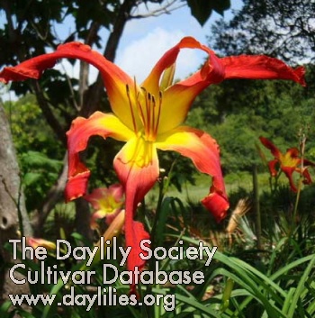 Daylily I Luv Lucy
