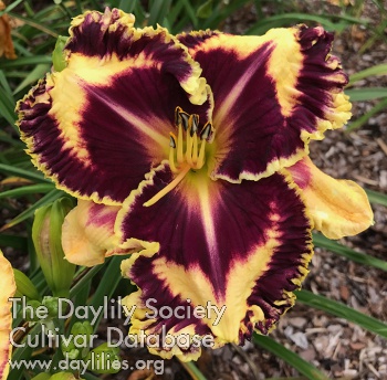 Daylily If Looks Could Kill