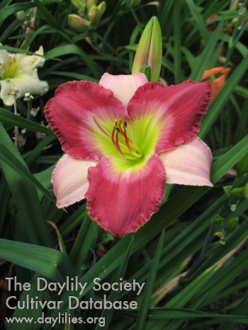 Daylily Impassioned