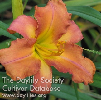 Daylily Inca Apothecary