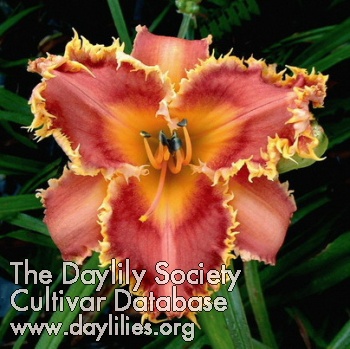 Daylily Interview with a Vampire