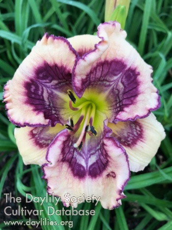 Daylily Iris Inez