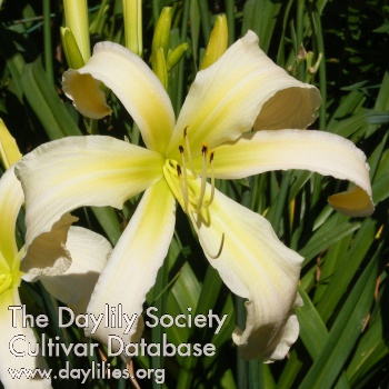 Daylily Isabelle Rose