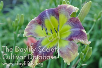 Daylily Imaginary Belief