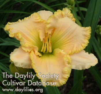 Daylily J.T. Davis