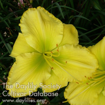 Daylily Just Another Yellow