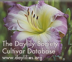 Daylily Lilac U Care