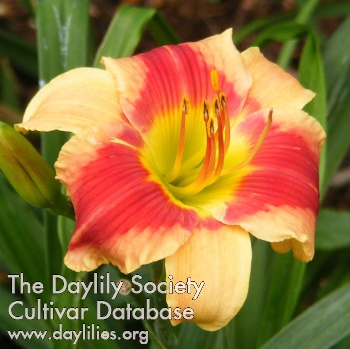 Daylily Looking for Love