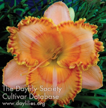 Daylily Low Countries