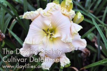 Daylily Lasso the Moon