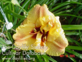 Daylily Mark's Bouquet