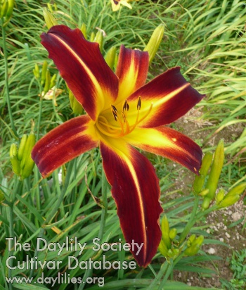 Daylily Marse Connell