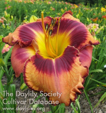 Daylily My Offer Stands