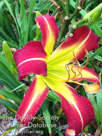 Daylily Marine Staff Sergeant Reckless