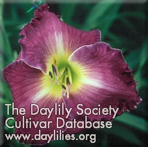 Daylily Mystery Lover
