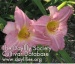 Daylily Mainely for Pleasure