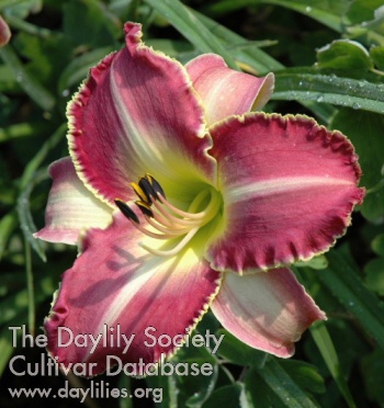 Daylily Night of Miracles