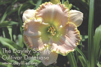 Daylily Northern Giant