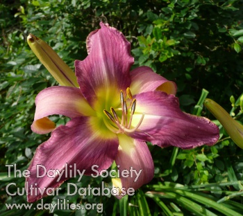 Daylily Odds and Ends