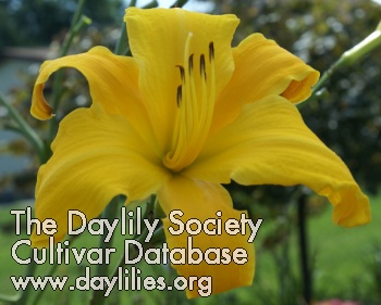Daylily One Above You