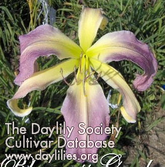 Daylily Orchid Convergence