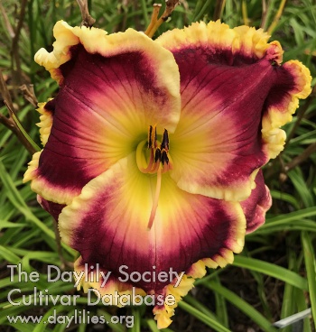 Daylily Over and Above