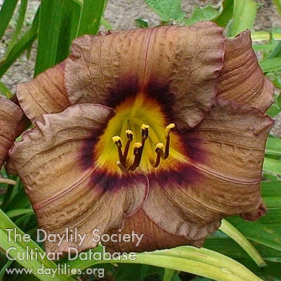 Daylily Old Termite