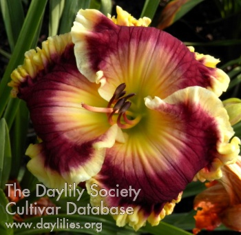 Daylily Overdressed