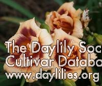 Daylily Plum Cupcake