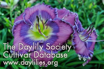 Daylily Pacifica