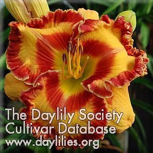 Daylily Parrots of the Caribbean