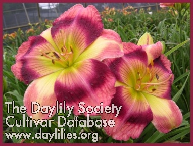 Daylily Peppermint Somersault