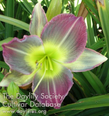 Daylily Pigment of Imagination
