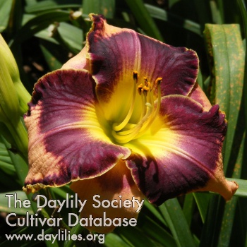 Daylily Pinebelt Darkeyes