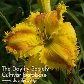 Daylily Pins and Needles