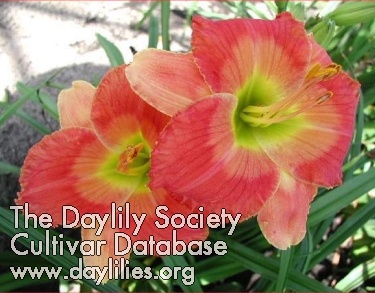 Daylily Please Say Yes