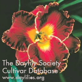 Daylily Pure Indulgence