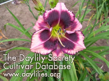 Daylily Purple Nurple