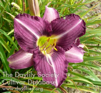 Daylily Purple Pinwheel