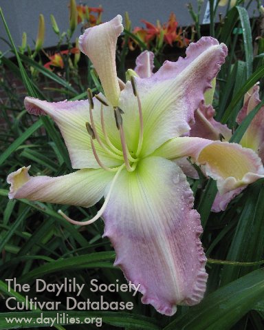 Daylily Party Every Day