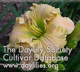 Daylily Pastor Laurie Ann Moeller