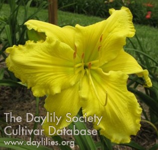Daylily Planet Claire