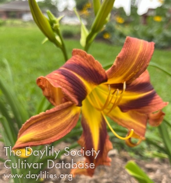 Daylily Quilt Patch