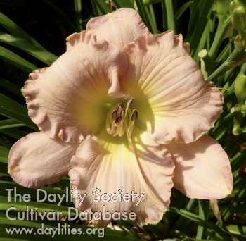Daylily Quiet Dignity